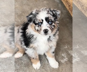 Medium Miniature Australian Shepherd