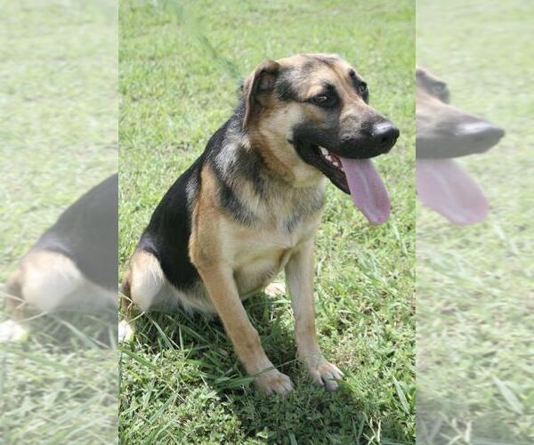 Medium Photo #2 Mutt Puppy For Sale in Abbeville, LA, USA