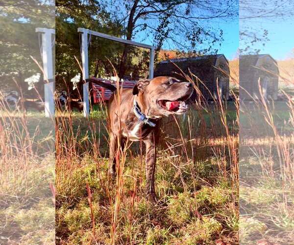 Medium Photo #2 Mutt Puppy For Sale in Hinton, WV, USA