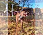 Small Photo #2 Mutt Puppy For Sale in Hinton, WV, USA