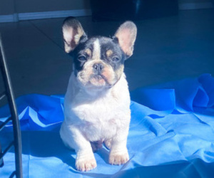 French Bulldog Puppy for sale in DEWEY, AZ, USA