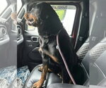 Small Photo #4 Rottweiler Puppy For Sale in Hillsboro, NH, USA
