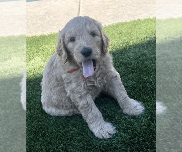 Medium Photo #17 Goldendoodle Puppy For Sale in PHOENIX, AZ, USA