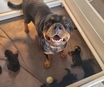 Small Photo #14 Rottweiler Puppy For Sale in EUSTIS, FL, USA