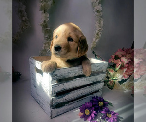 Golden Retriever Dog for Adoption in PHELAN, California USA