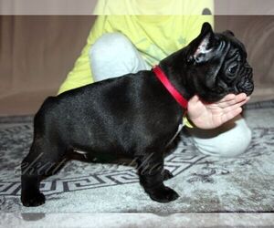 French Bulldog Puppy for sale in Moscow, Moscow, Russia