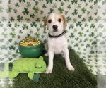 Small #1 Beagle-Colonial Cocker Spaniel Mix