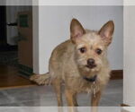 Small #7 Malchi