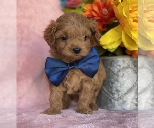 Cavapoo Puppy for sale in LANCASTER, PA, USA
