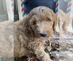 Small #30 F2 Aussiedoodle