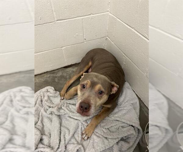 Medium Photo #1 American Pit Bull Terrier-Unknown Mix Puppy For Sale in Rosenberg, TX, USA