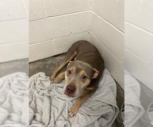 American Pit Bull Terrier-Unknown Mix Dogs for adoption in Rosenberg, TX, USA