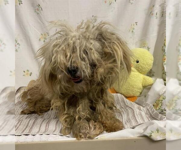 Medium Photo #1 Poodle (Miniature) Puppy For Sale in Modesto, CA, USA