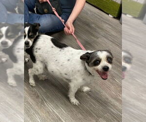 Medium Ratshi Terrier