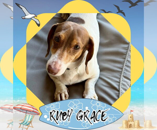 Medium Photo #1 Dachshund Puppy For Sale in San Antonio, TX, USA
