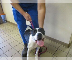 Labrador Retriever Dogs for adoption in Ocala, FL, USA