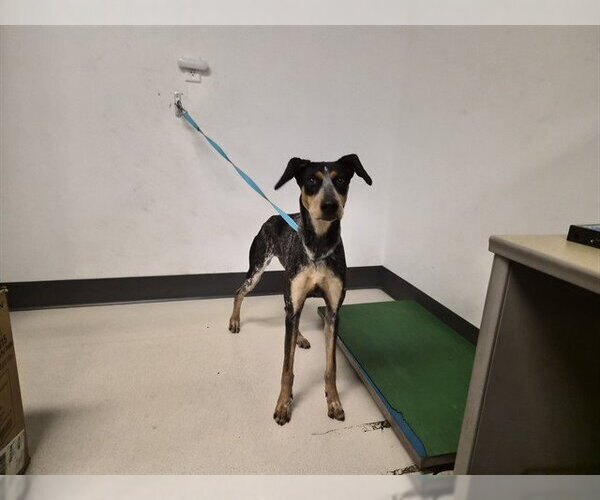 Medium Photo #1 Bluetick Coonhound-Unknown Mix Puppy For Sale in Corona, CA, USA