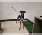 Small Bluetick Coonhound Mix