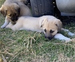 Small Photo #16 Anatolian Shepherd Puppy For Sale in ROBSTOWN, TX, USA