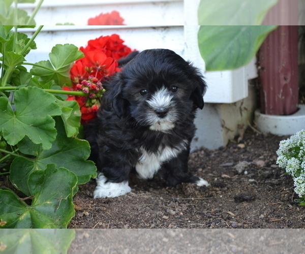 Medium Photo #3 Shih-Poo Puppy For Sale in GREENWOOD, WI, USA