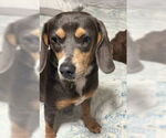 Small #3 Beagle