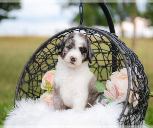 Aussiedoodle Puppy for sale in STRAFFORD, MO, USA
