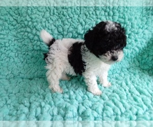 Poodle (Toy) Puppy for sale in LAUREL, MS, USA