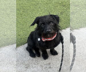 Mutt Dogs for adoption in Newport Beach, CA, USA