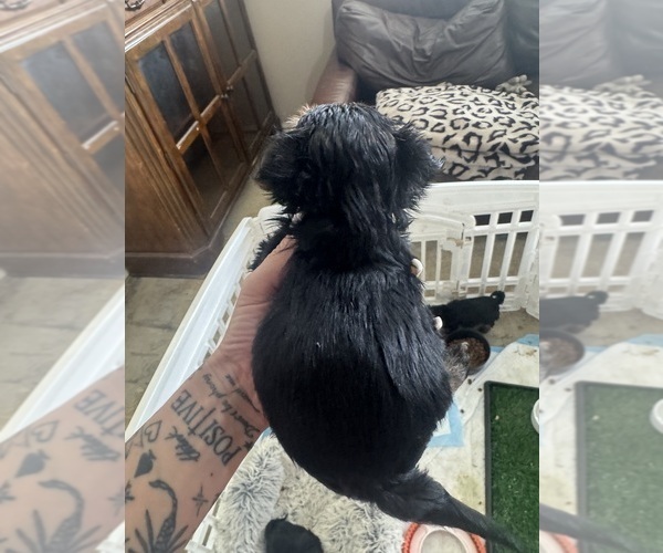 Medium Photo #9 Yorkshire Terrier Puppy For Sale in RIVERSIDE, CA, USA