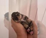 Small Photo #9 Schnauzer (Miniature) Puppy For Sale in LEHIGH ACRES, FL, USA