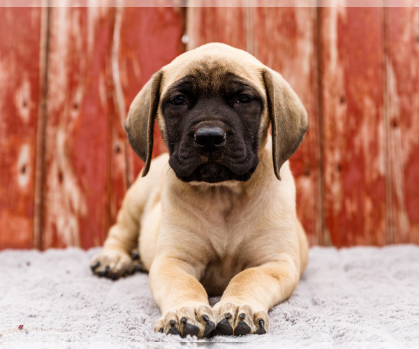 Medium Photo #6 Mastiff Puppy For Sale in WAKARUSA, IN, USA