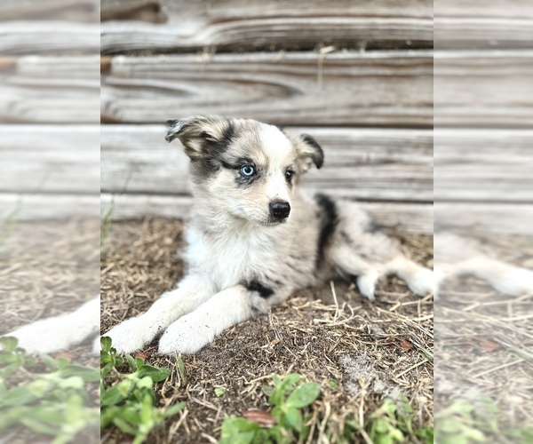 Medium Photo #1 Miniature Australian Shepherd Puppy For Sale in ORLANDO, FL, USA