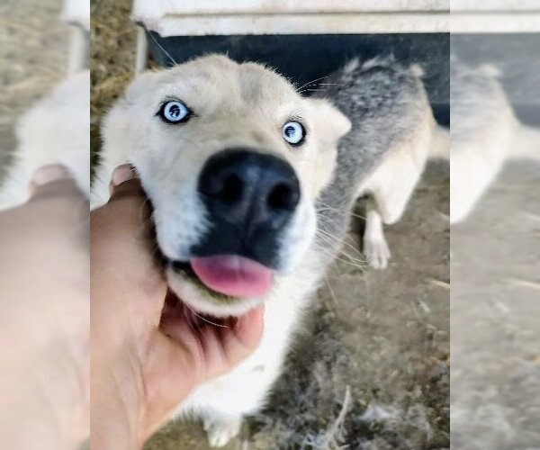 Medium Photo #1 Siberian Husky Puppy For Sale in Pena Blanca, NM, USA