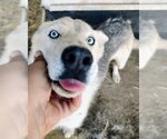 Small Photo #1 Siberian Husky Puppy For Sale in Pena Blanca, NM, USA