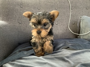 Yorkshire Terrier Puppy for sale in DEER ISLAND, OR, USA