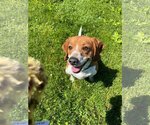 Small #9 Beagle