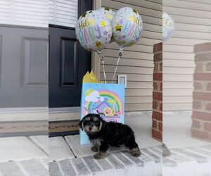 Morkie-Yorkshire Terrier Mix Puppy for sale in LEESBURG, SC, USA