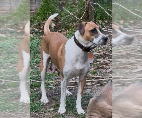 Medium Photo #2 Mutt Puppy For Sale in Holly Springs, NC, USA