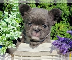 French Bulldog Puppy for sale in PHILADELPHIA, PA, USA