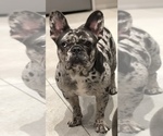 Small Photo #1 French Bulldog Puppy For Sale in Southampton, Hampshire (England), United Kingdom