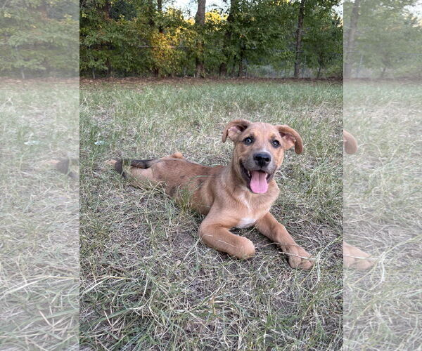 Medium Photo #4 Shepradors Puppy For Sale in McKinney, TX, USA