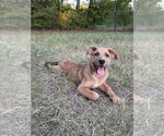 Small #3 Shepradors