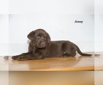 Puppy 5 Labrador Retriever