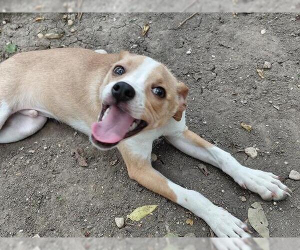 Medium Photo #2 Mutt Puppy For Sale in San Antonio, TX, USA