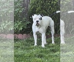 Small #6 American Bulldog-American Staffordshire Terrier Mix