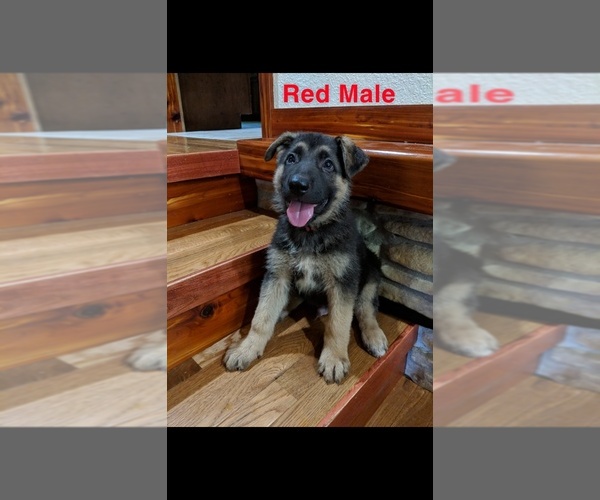 Medium Photo #1 German Shepherd Dog Puppy For Sale in BRADLEYVILLE, MO, USA