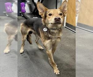German Shepherd Dog Dogs for adoption in Forestville, MD, USA