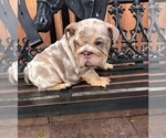 Small Photo #1 English Bulldog Puppy For Sale in LAS VEGAS, NV, USA