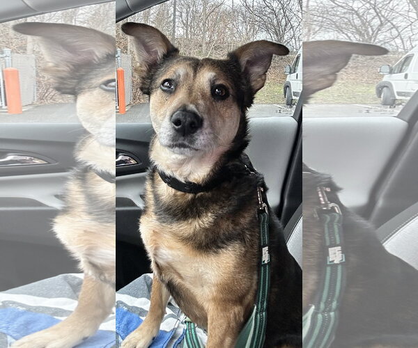 Medium Photo #1 Mutt Puppy For Sale in Newfoundland, PA, USA