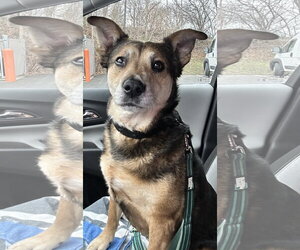 Mutt Dogs for adoption in Newfoundland, PA, USA